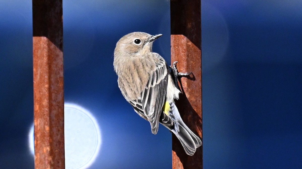 lesňáček žlutoskvrnný - ML646382819