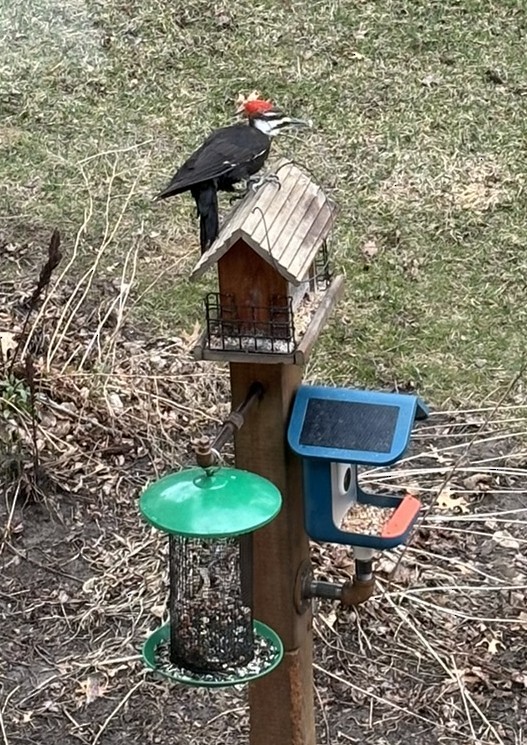 Pileated Woodpecker - ML646382820
