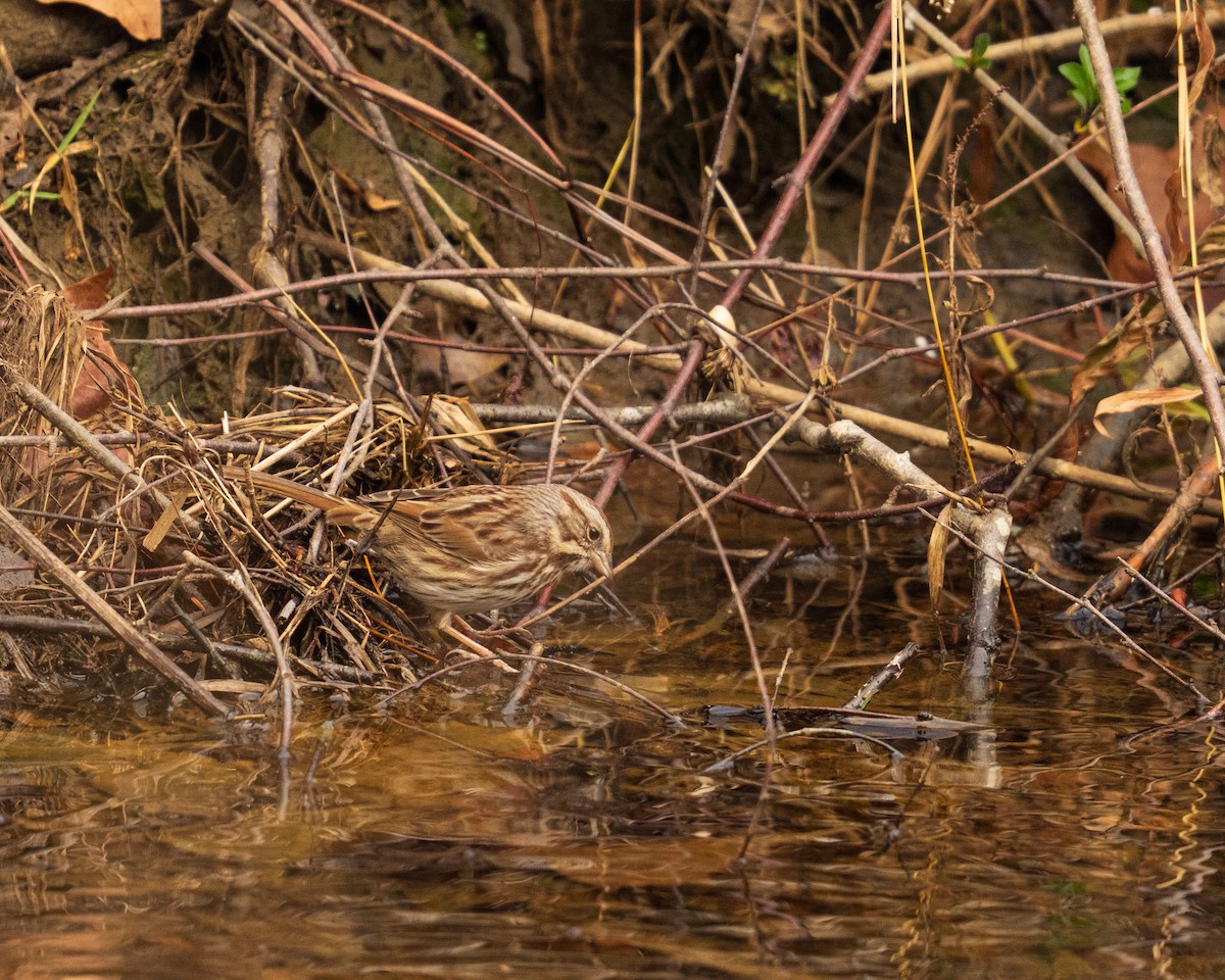 Song Sparrow - ML646382826