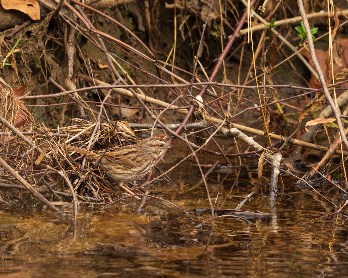Song Sparrow - ML646382827