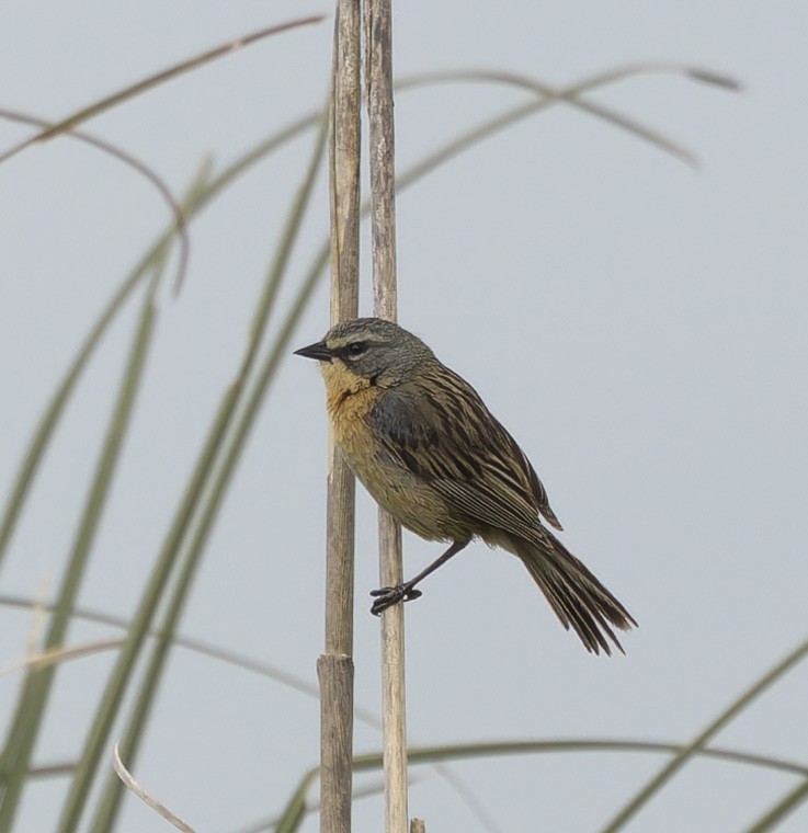 ミズベシトド - ML646382828