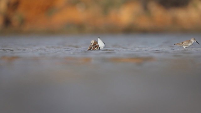 jespák aljašský - ML646382829