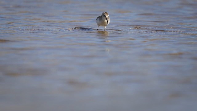 jespák aljašský - ML646382830