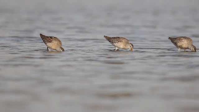 slukovec krátkozobý (ssp. caurinus) - ML646382831