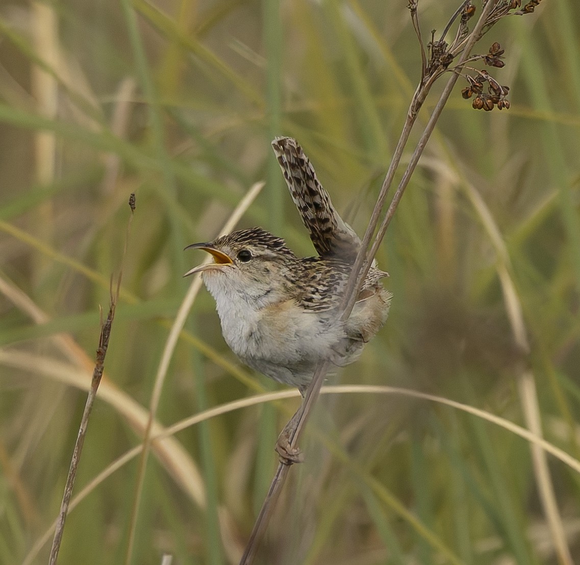 コバシヌマミソサザイ - ML646382832