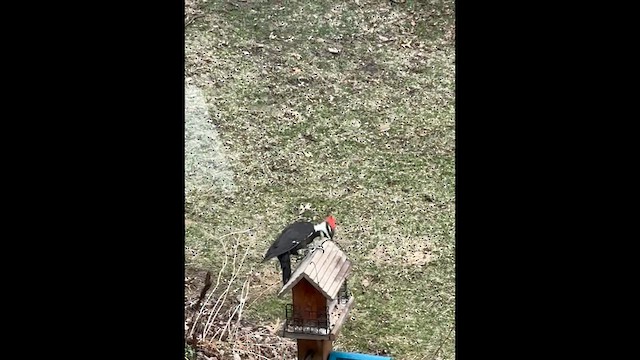 datel chocholatý - ML646382834