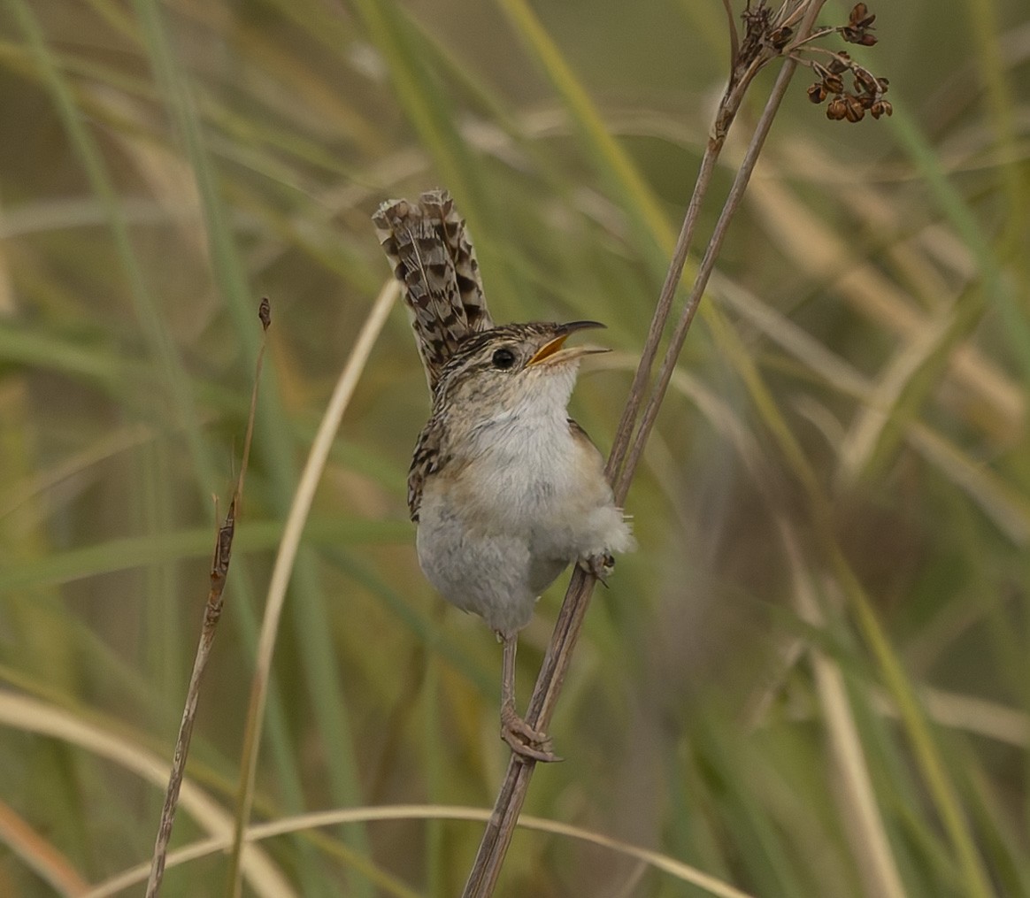 コバシヌマミソサザイ - ML646382838