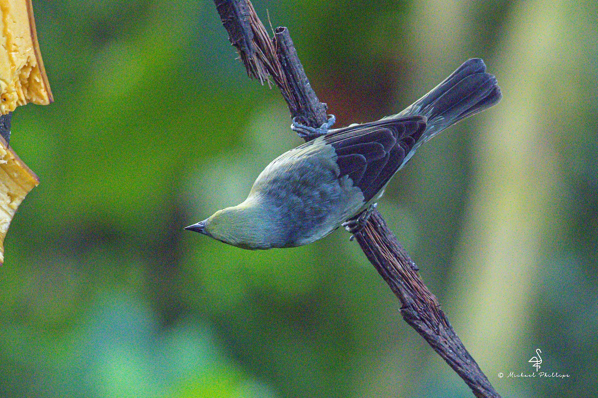 Palm Tanager - ML646382839