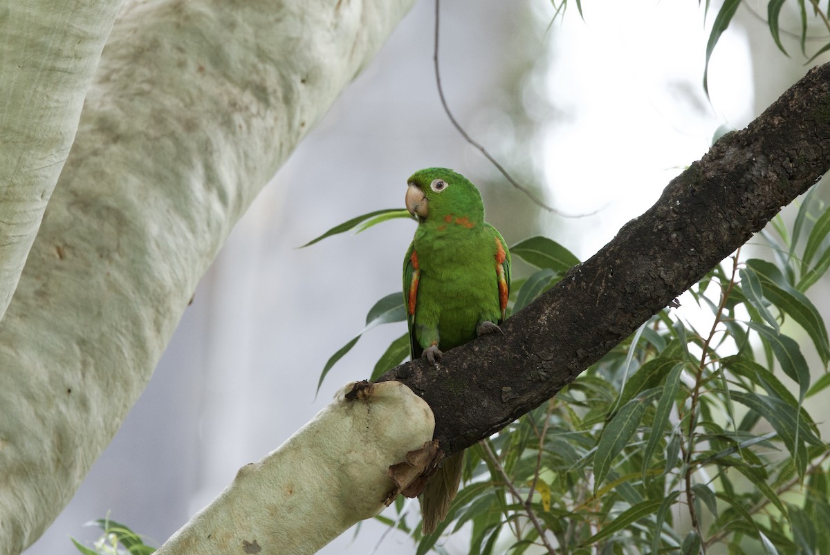 White-eyed Parakeet - ML646382840