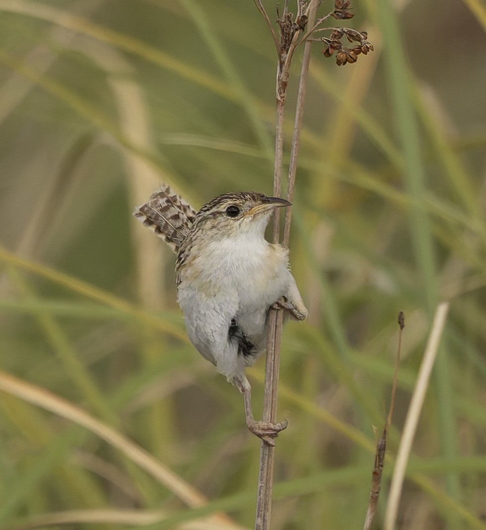 コバシヌマミソサザイ - ML646382841