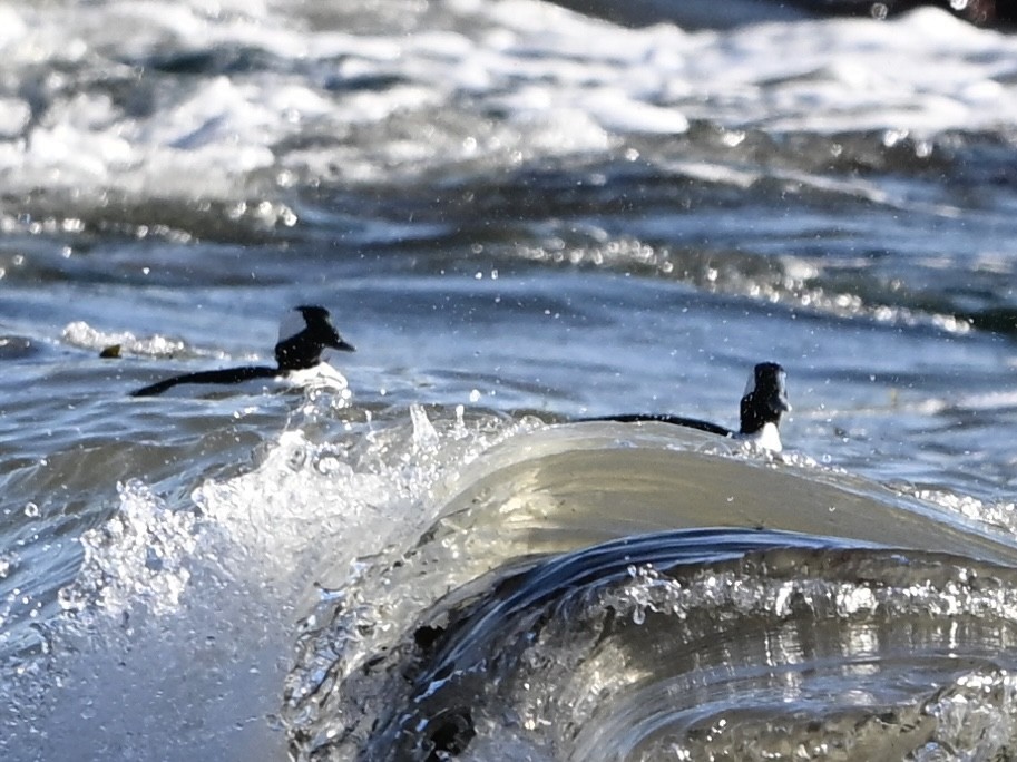 Bufflehead - ML646382842