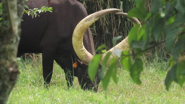 Animals - ML646382844