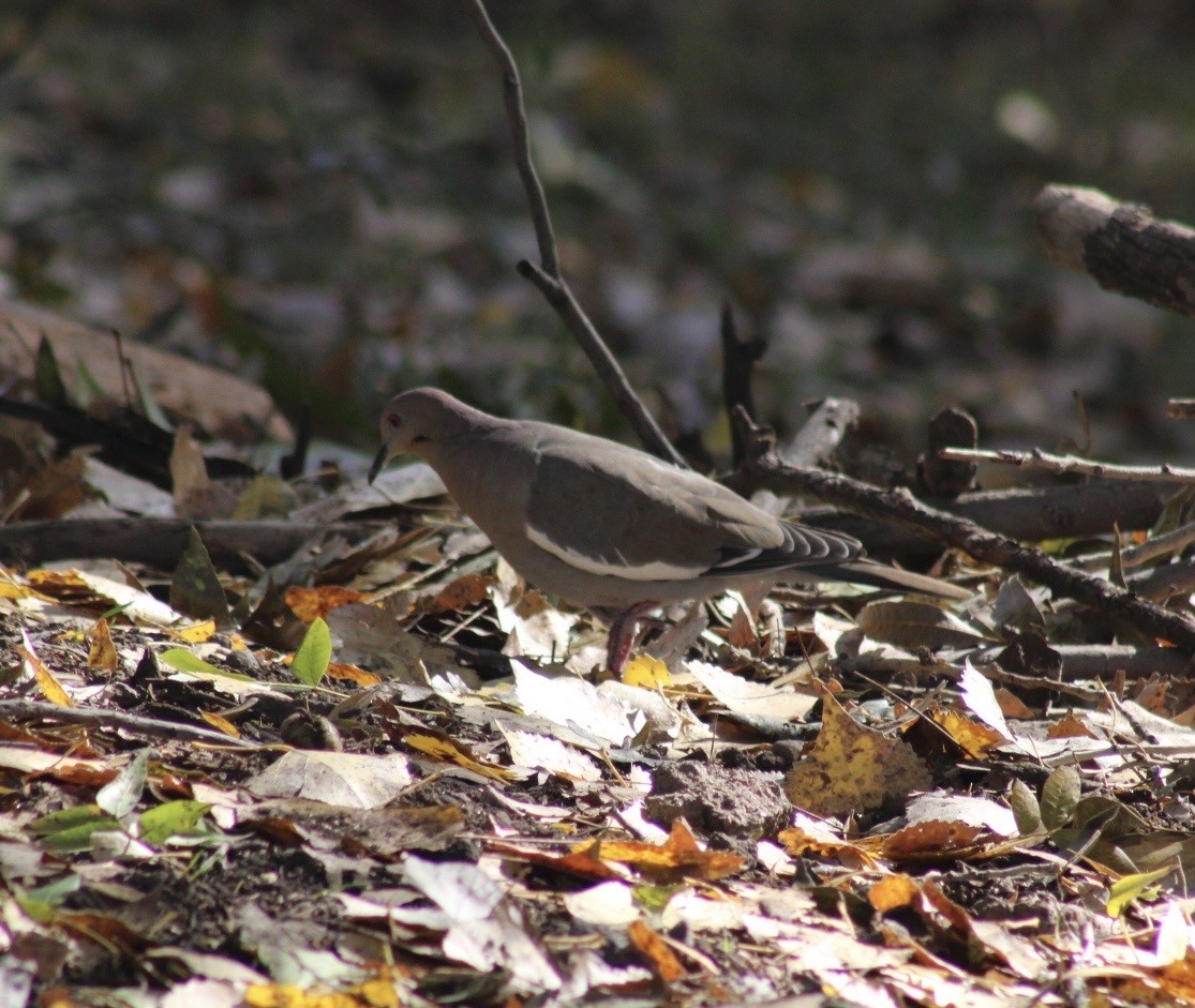 White-winged Dove - ML646382845
