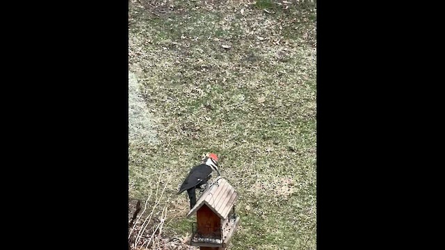 datel chocholatý - ML646382846