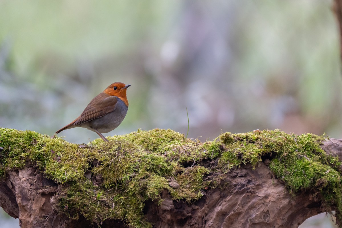 Japanese Robin - ML646382848