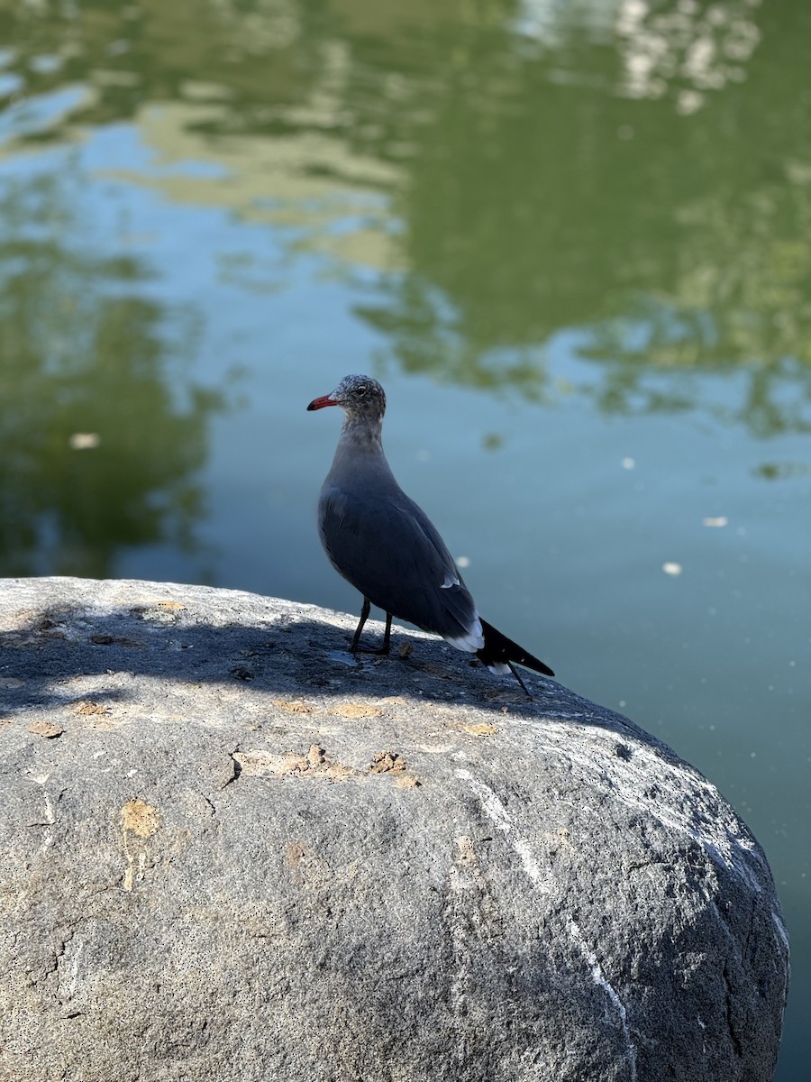 Heermann's Gull - ML646382849