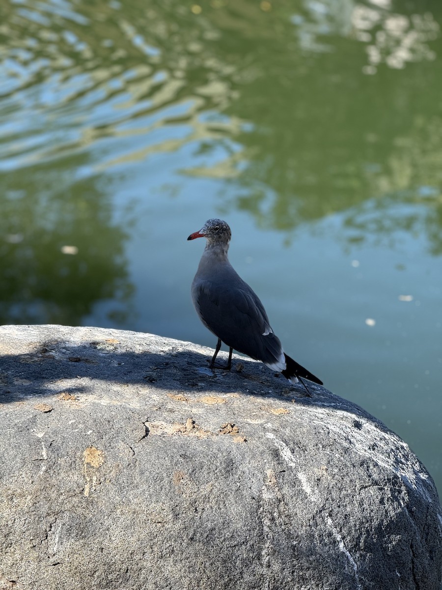 Heermann's Gull - ML646382850
