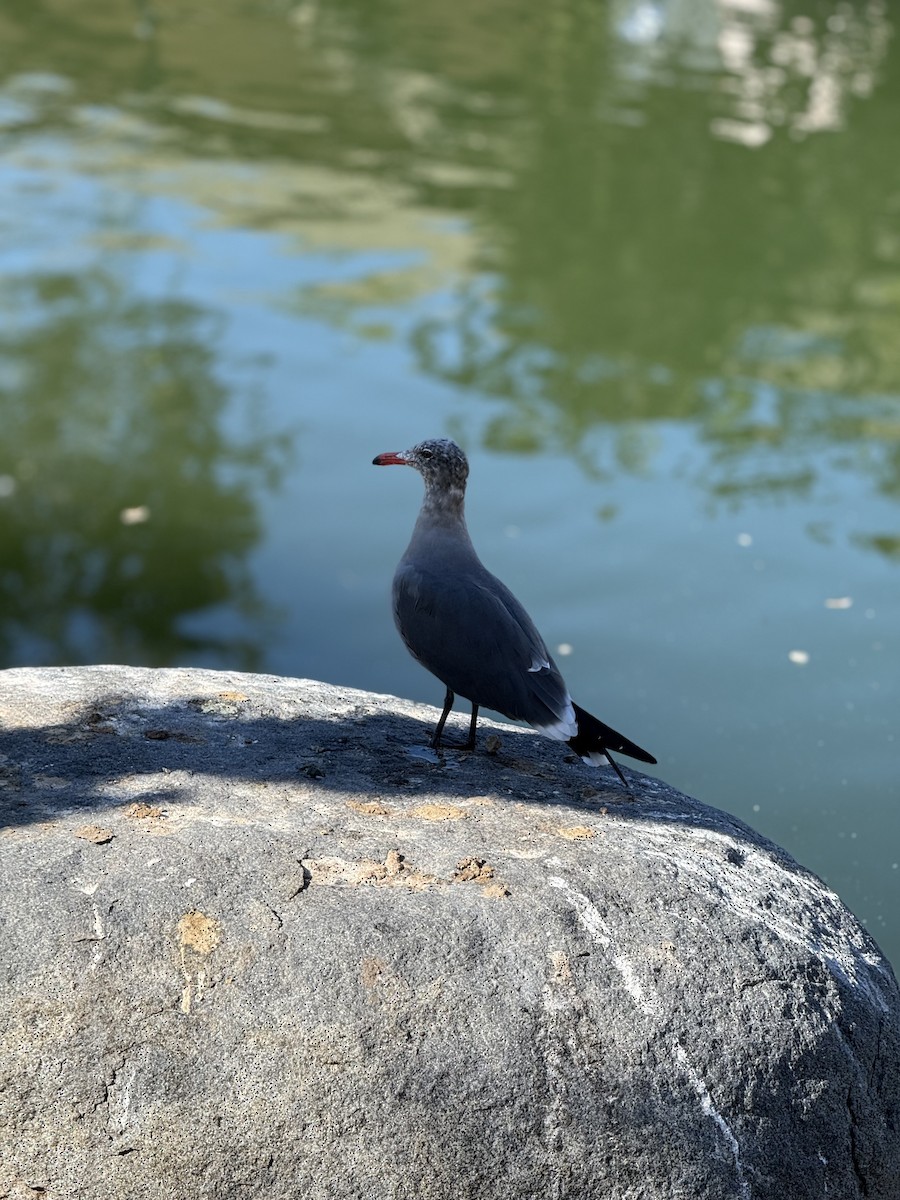 Heermann's Gull - ML646382851