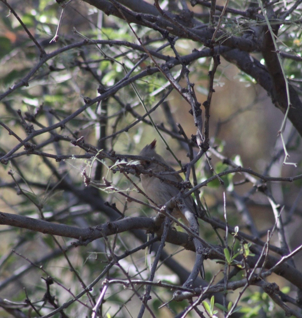 Pyrrhuloxia - ML646382855