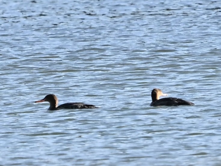 Red-breasted Merganser - ML646382857