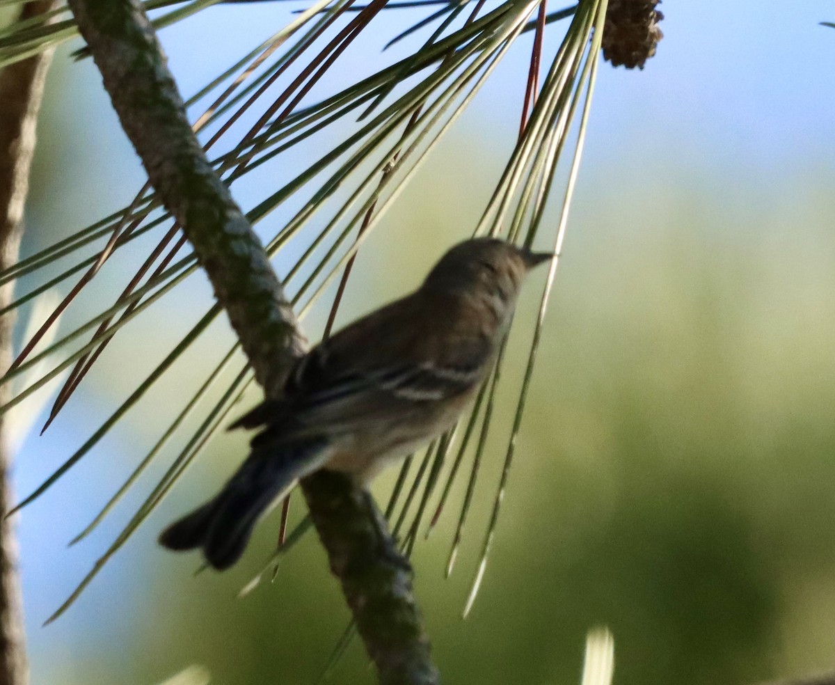Yellow-rumped Warbler (Myrtle) - ML646382859