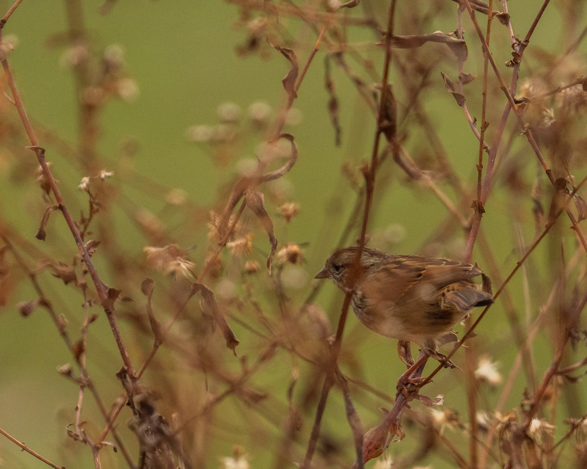 Swamp Sparrow - ML646382861