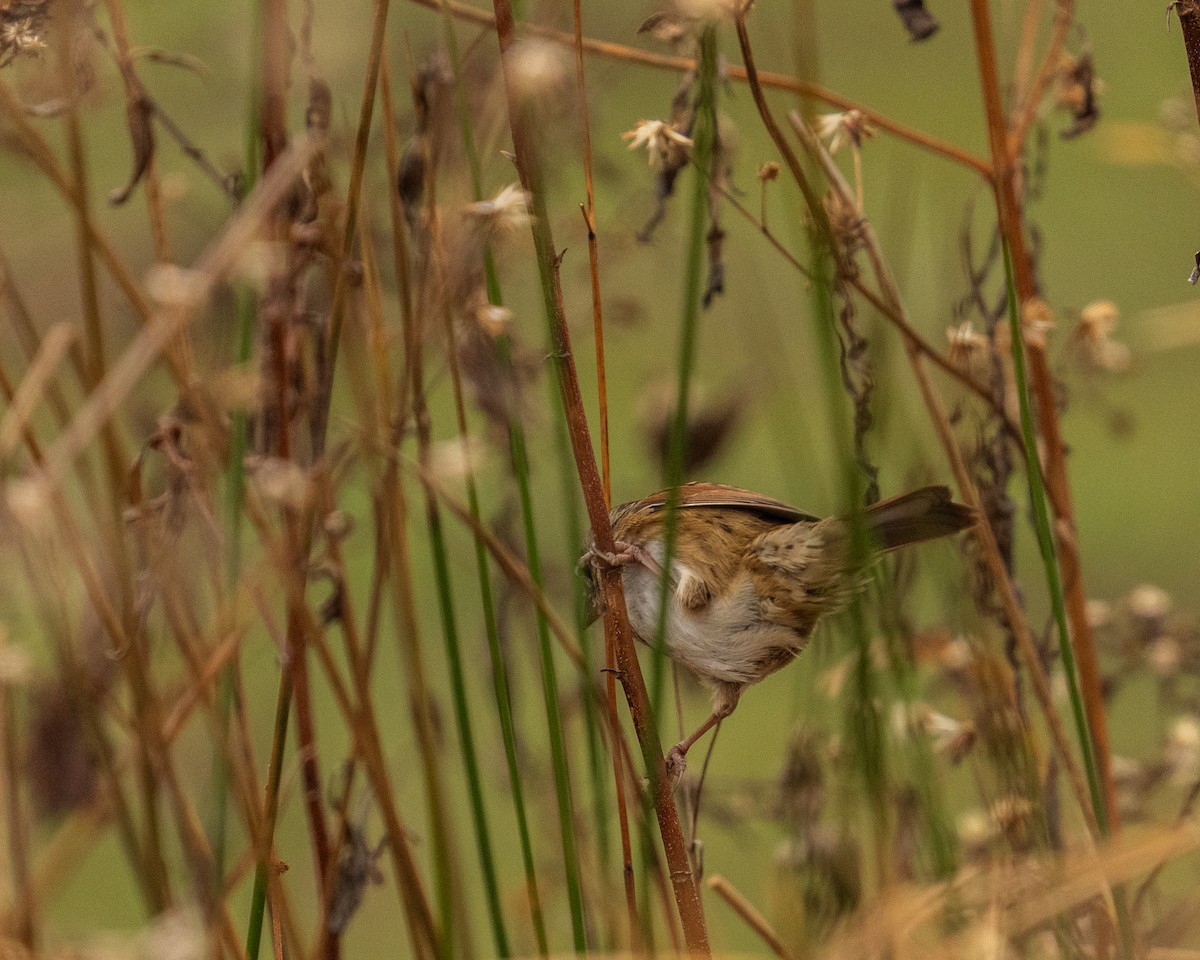 Swamp Sparrow - ML646382862