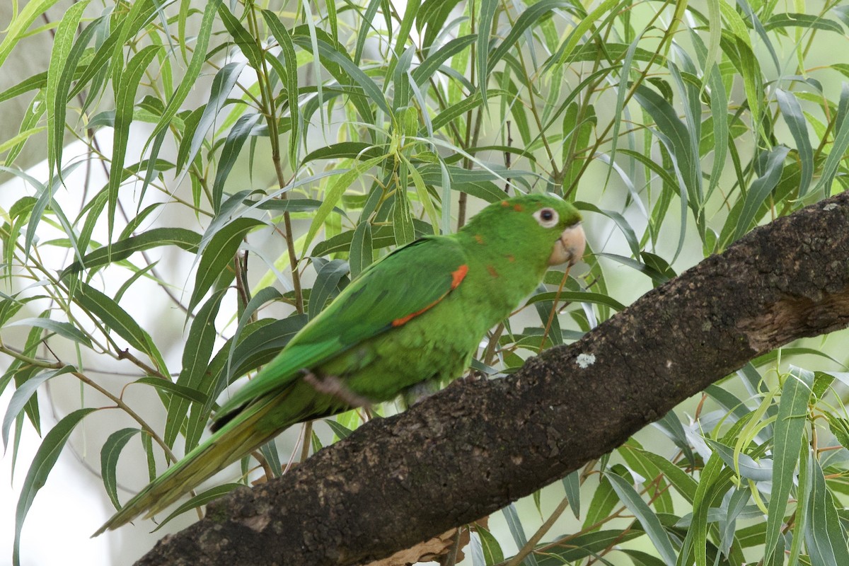 White-eyed Parakeet - ML646382864