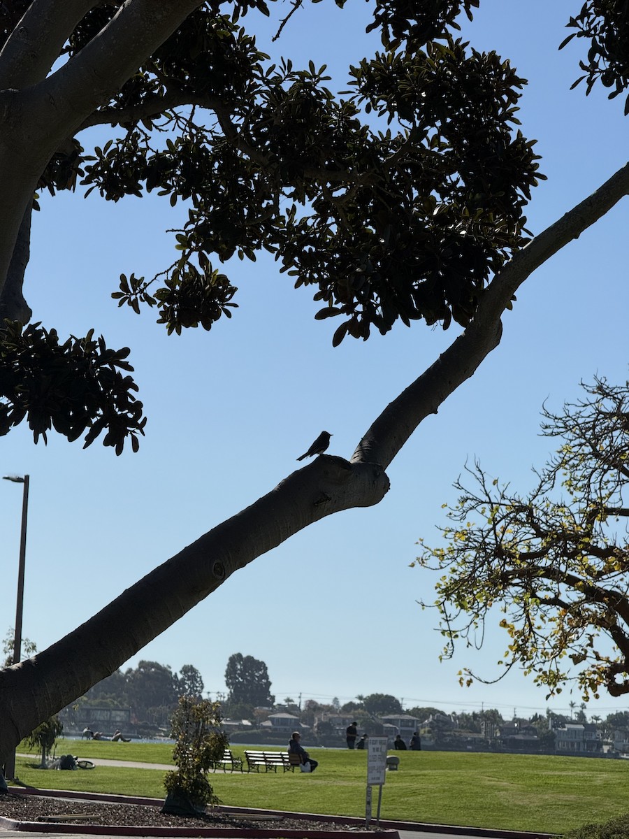 Black Phoebe - ML646382867