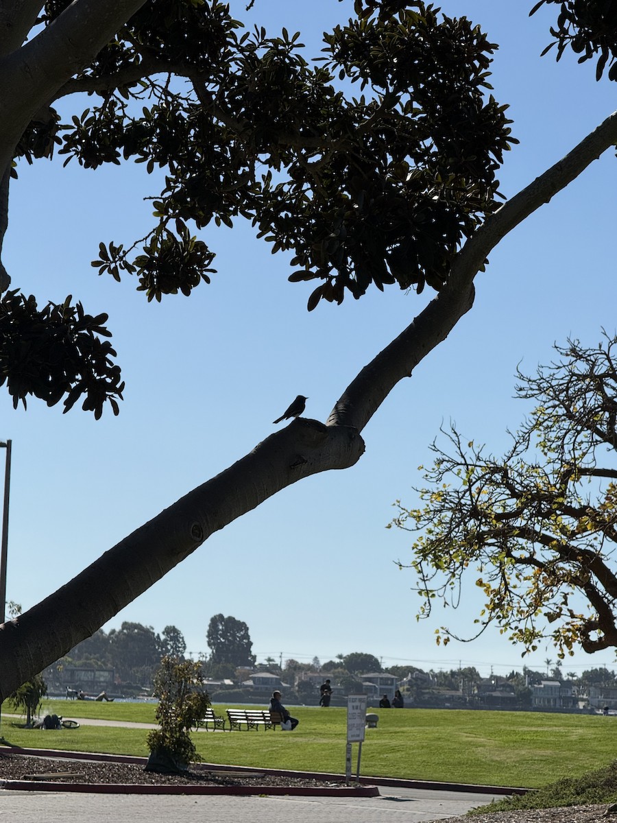 Black Phoebe - ML646382868