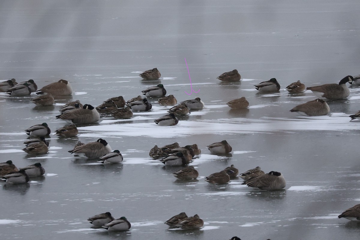 Northern Pintail - ML646382871