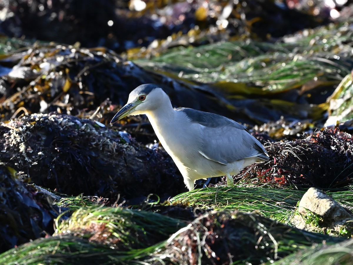 Black-crowned Night Heron - ML646382874