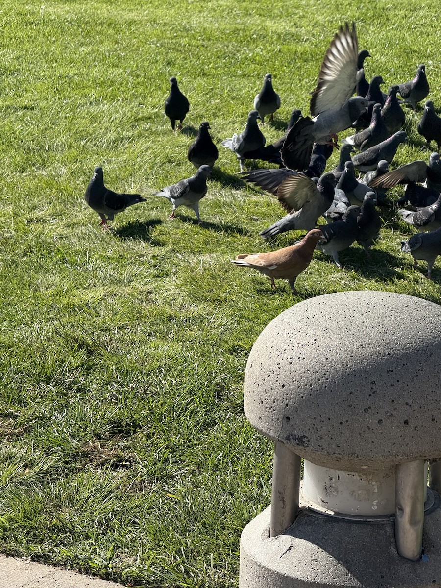 Rock Pigeon (Feral Pigeon) - ML646382887