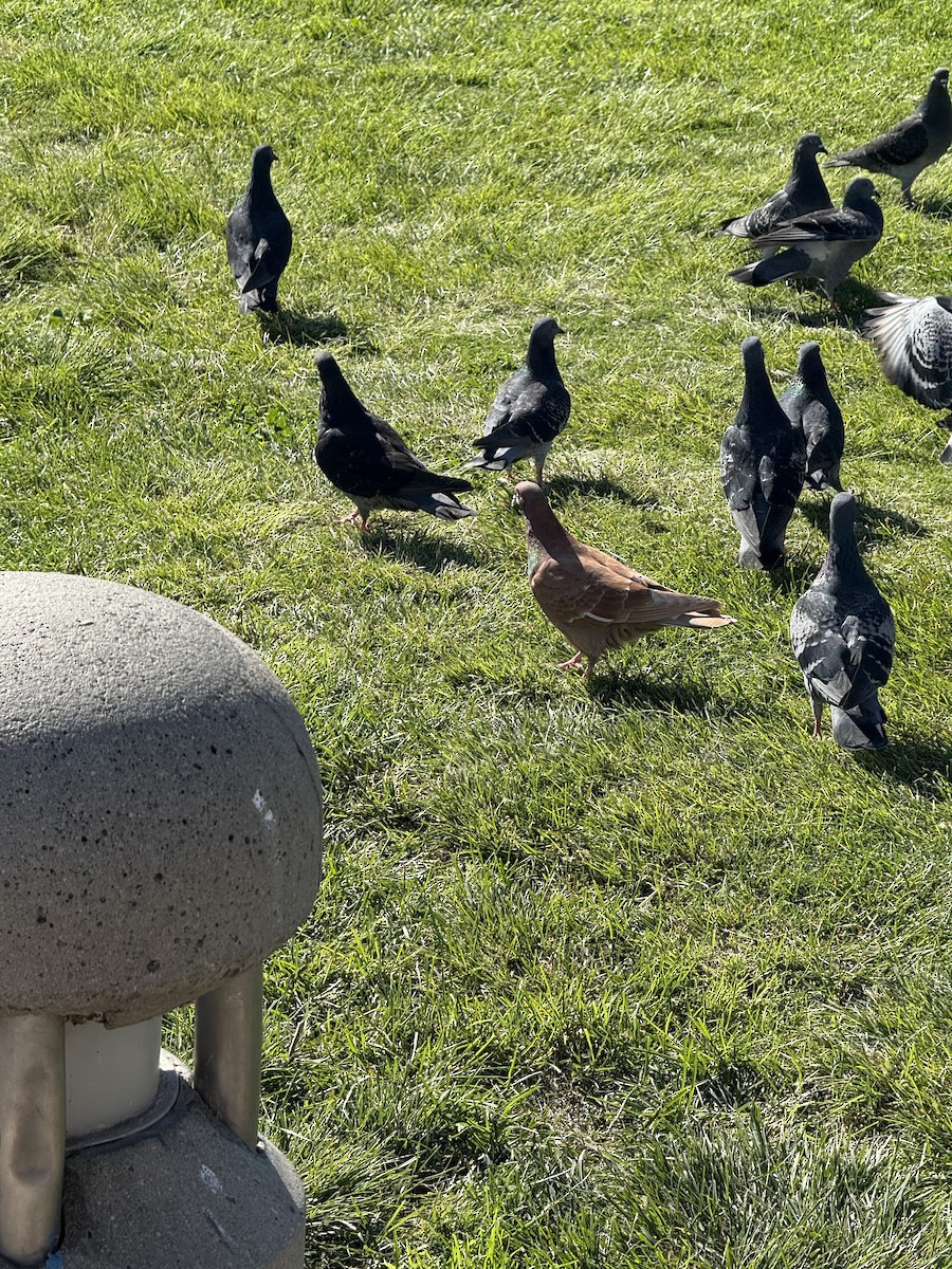 Rock Pigeon (Feral Pigeon) - ML646382888