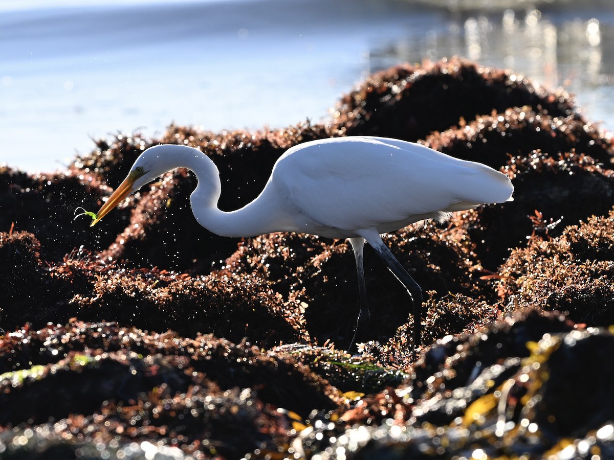Great Egret - ML646382895
