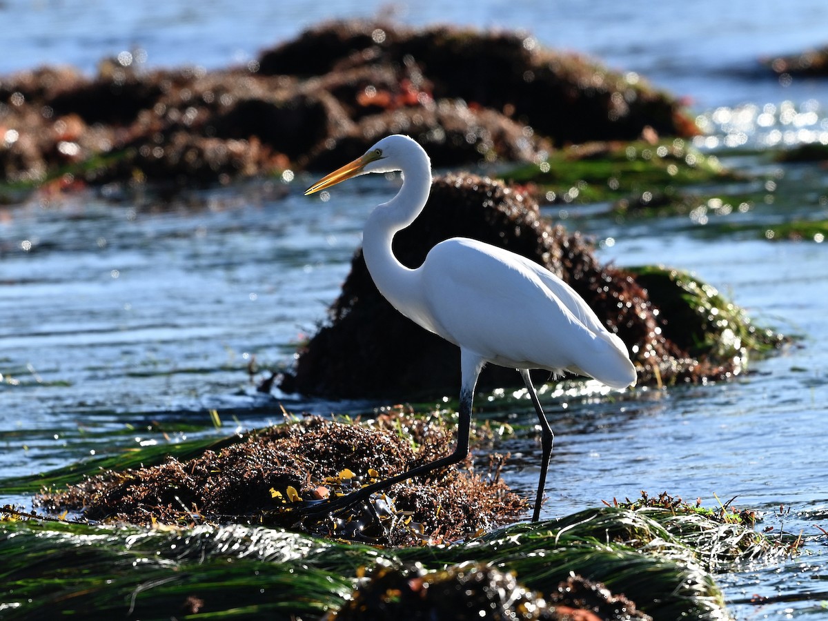 Great Egret - ML646382897