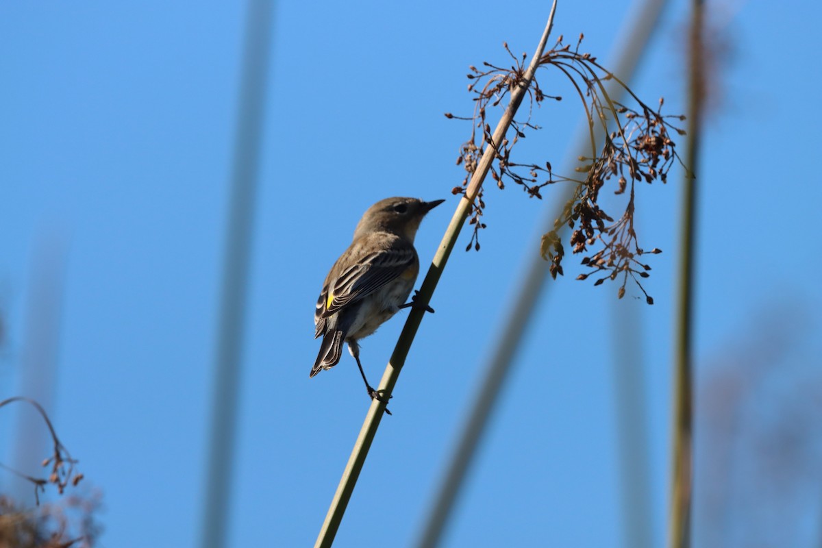 Yellow-rumped Warbler (Myrtle) - ML646382898