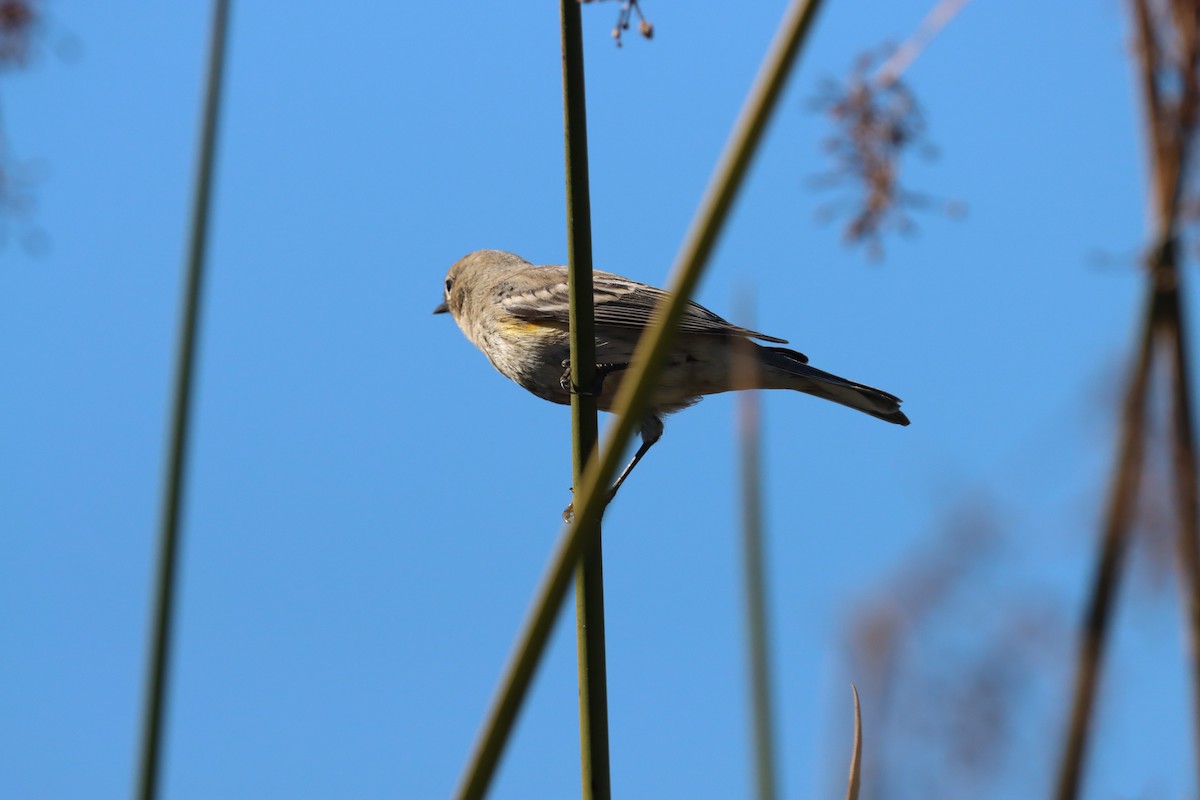 Yellow-rumped Warbler (Myrtle) - ML646382899