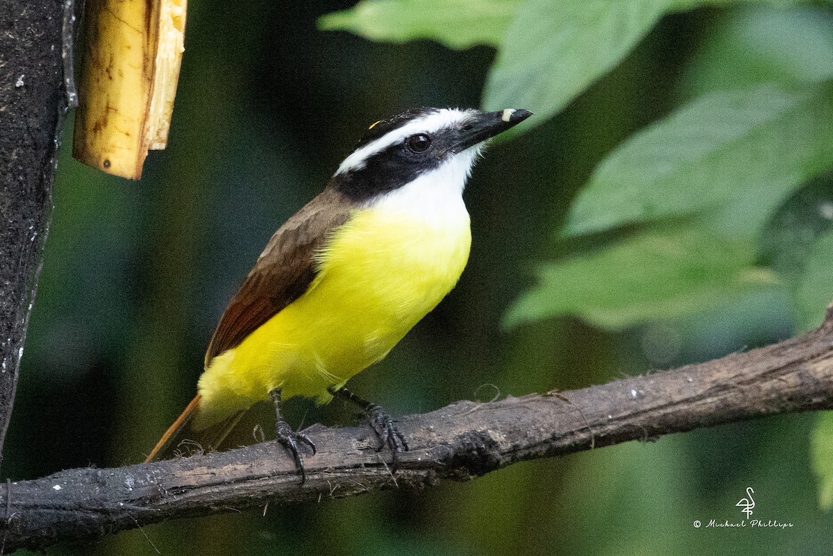 Great Kiskadee - ML646382903