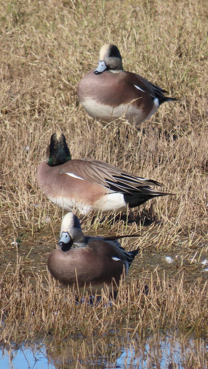 American Wigeon - ML646382907