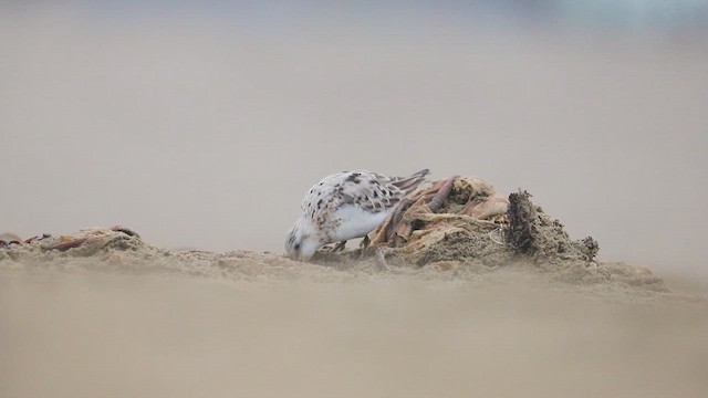 jespák písečný - ML646382909