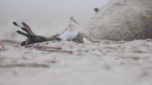 jespák dlouhokřídlý - ML646382910