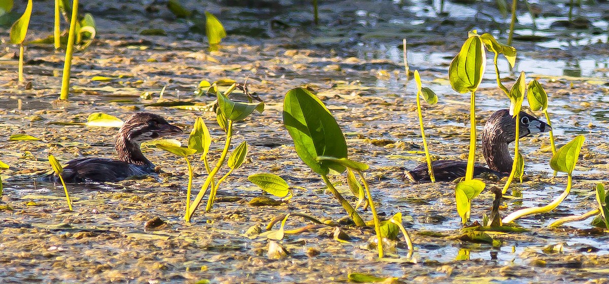 Pied-billed Grebe - ML646382911