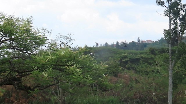 jeřáb královský - ML646382914