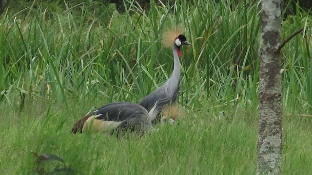 Gray Crowned-Crane - ML646382915