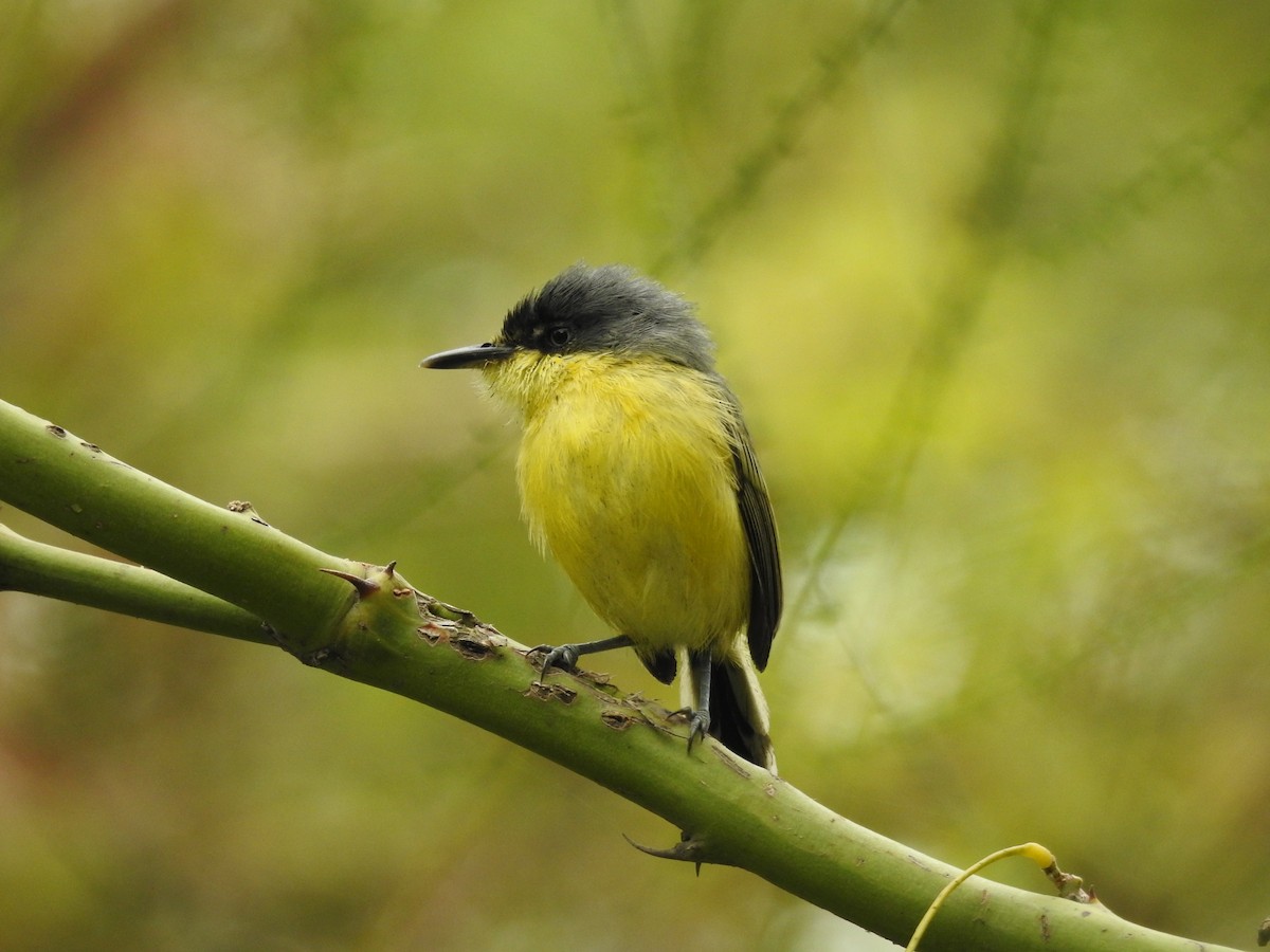 Common Tody-Flycatcher - ML646382918