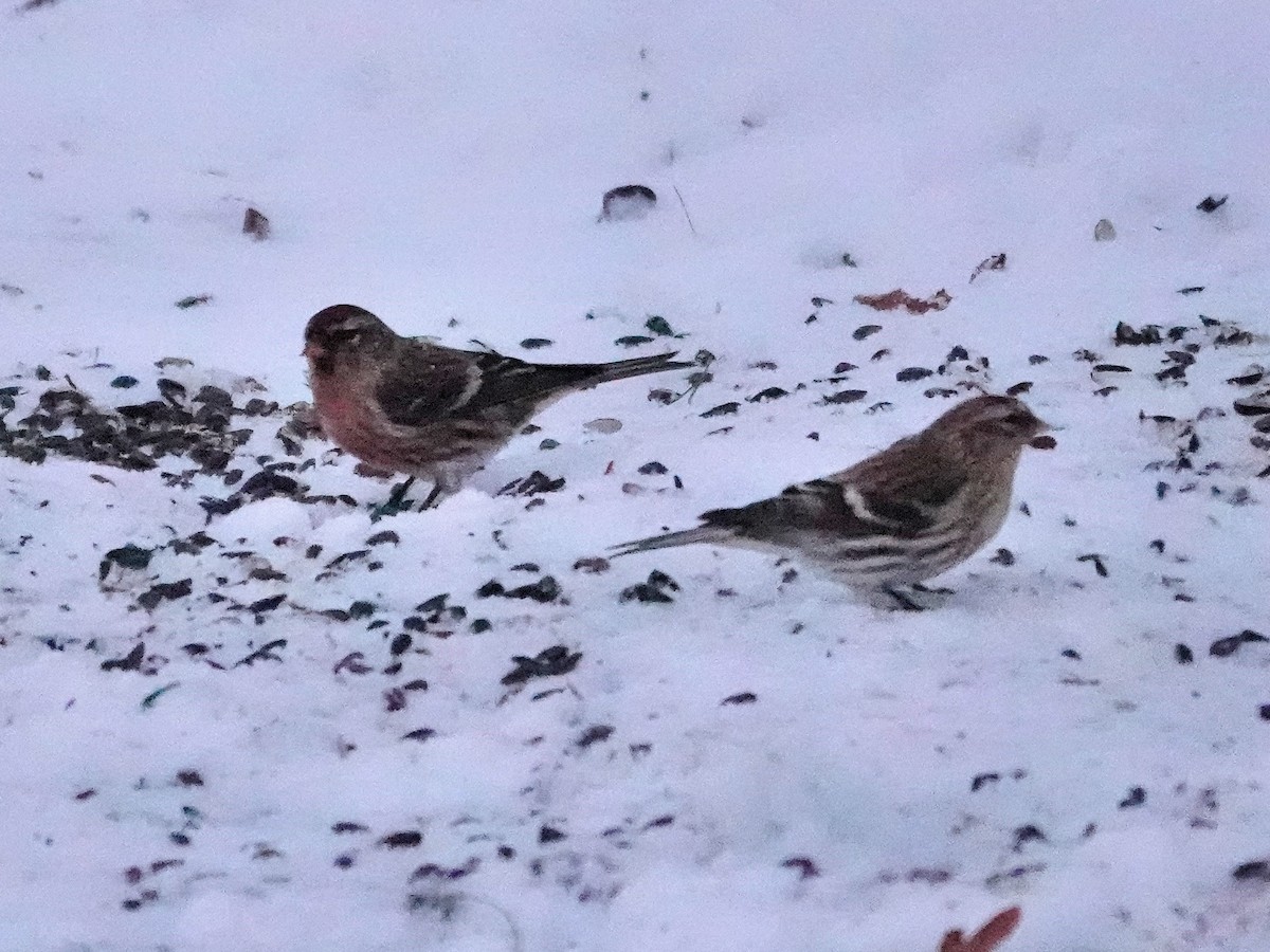 Redpoll - ML646382919