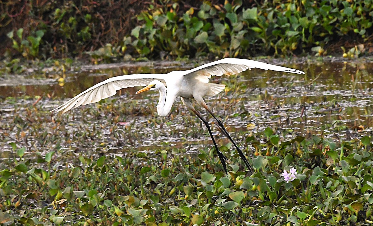 ダイサギ - ML646382920