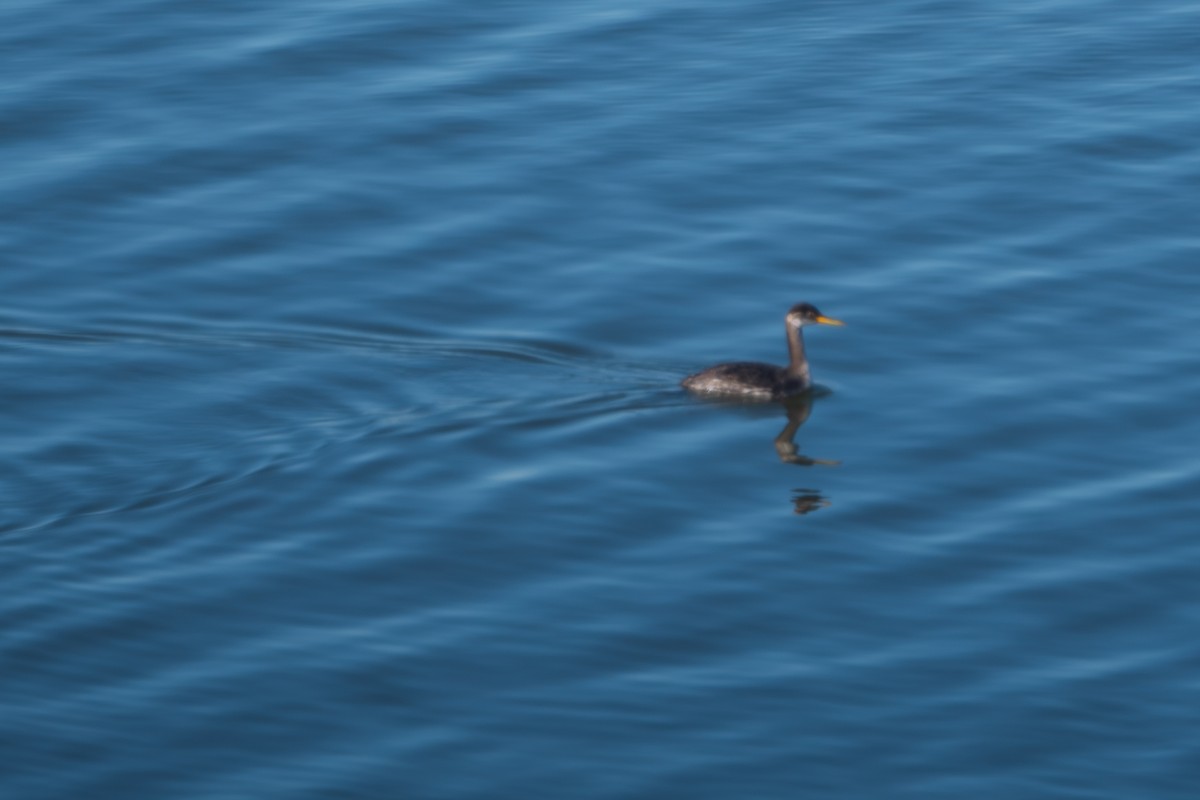 Red-necked Grebe - ML646382928