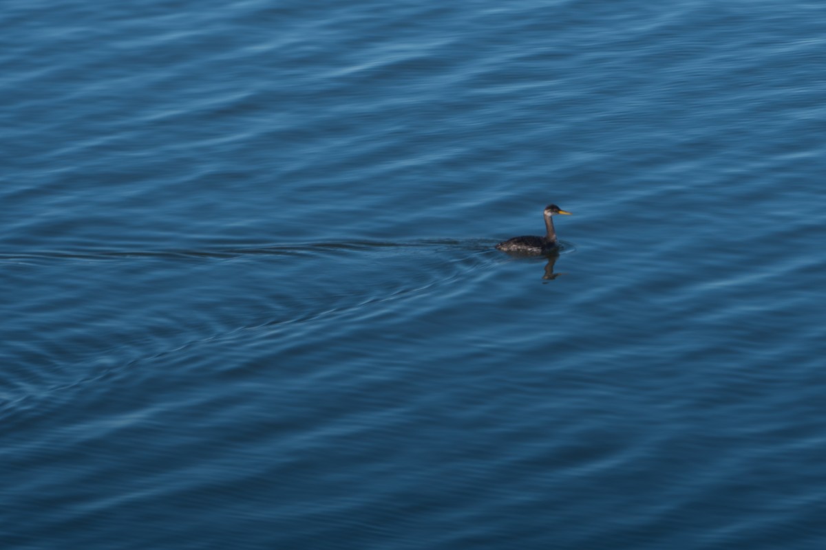 Red-necked Grebe - ML646382929